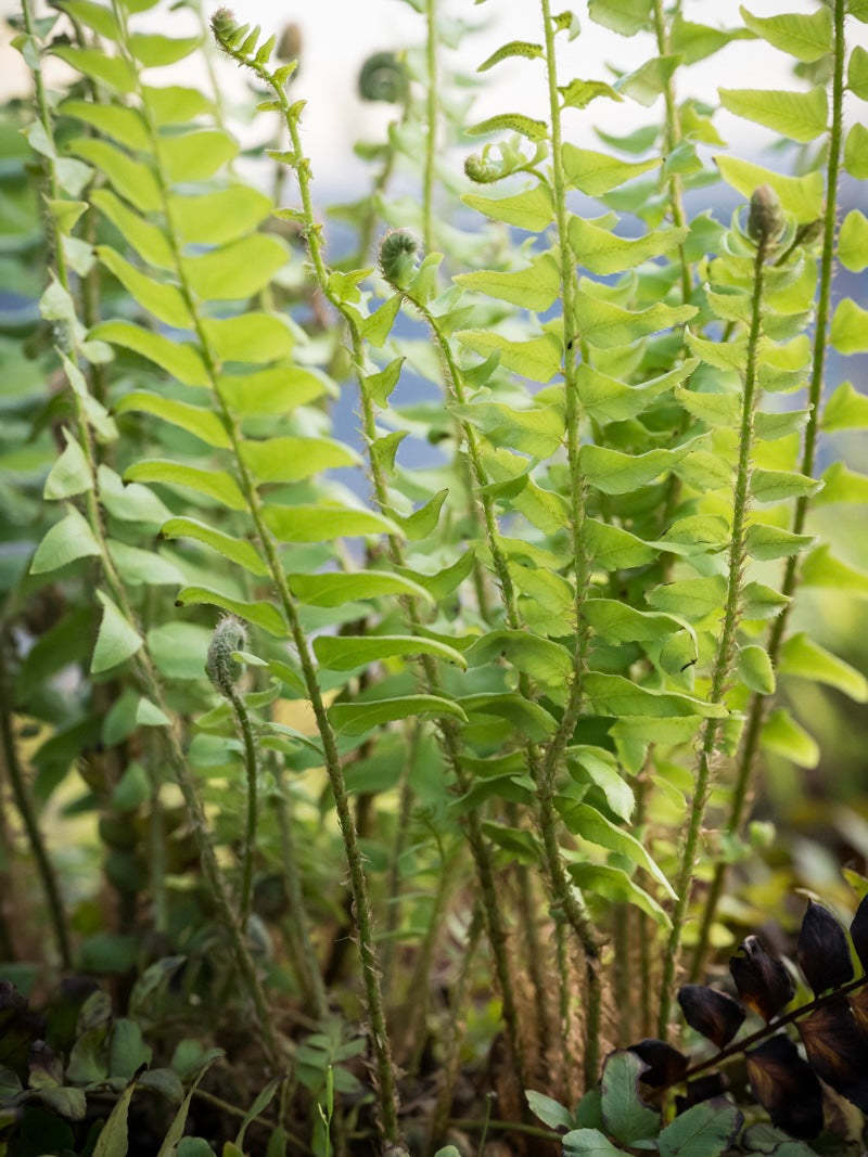 Paprotnik bożonarodzeniowy Polystichum acrostichoides