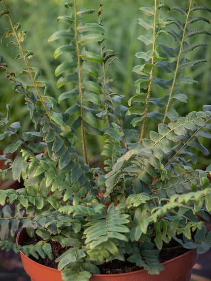 Paprotnik bożonarodzeniowy Polystichum acrostichoides