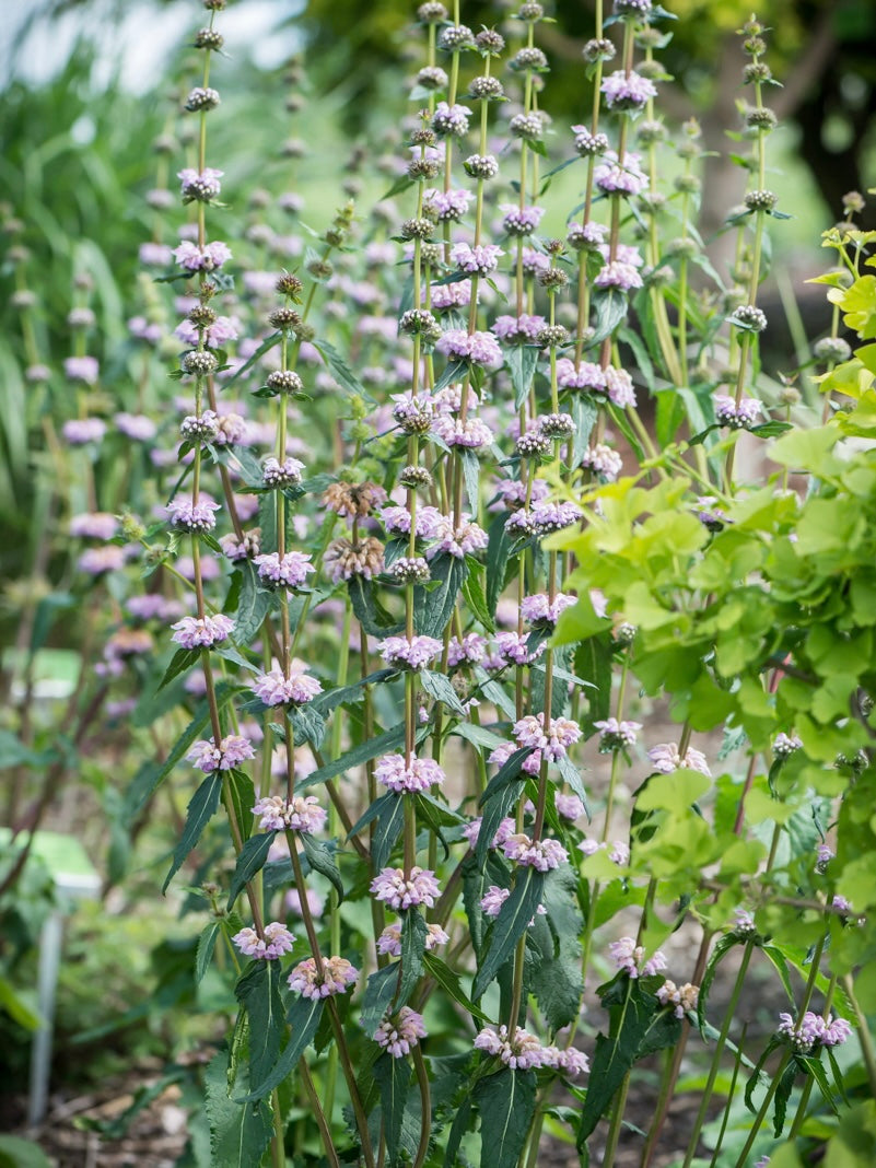 Żeleźniak bulwiasty Phlomis tuberosa