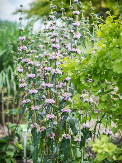 Żeleźniak bulwiasty Phlomis tuberosa
