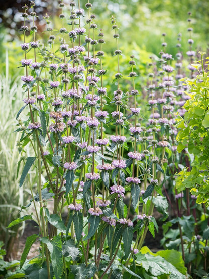 Żeleźniak bulwiasty Phlomis tuberosa