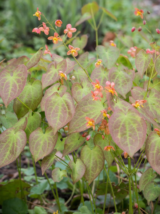 Epimedium warlejskie Epimedium x warleyense 'Orange Queen'