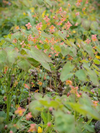 Epimedium warlejskie Epimedium x warleyense 'Orange Queen'