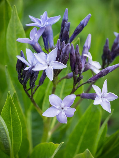 Amsonia Amsonia 'Blue Ice'