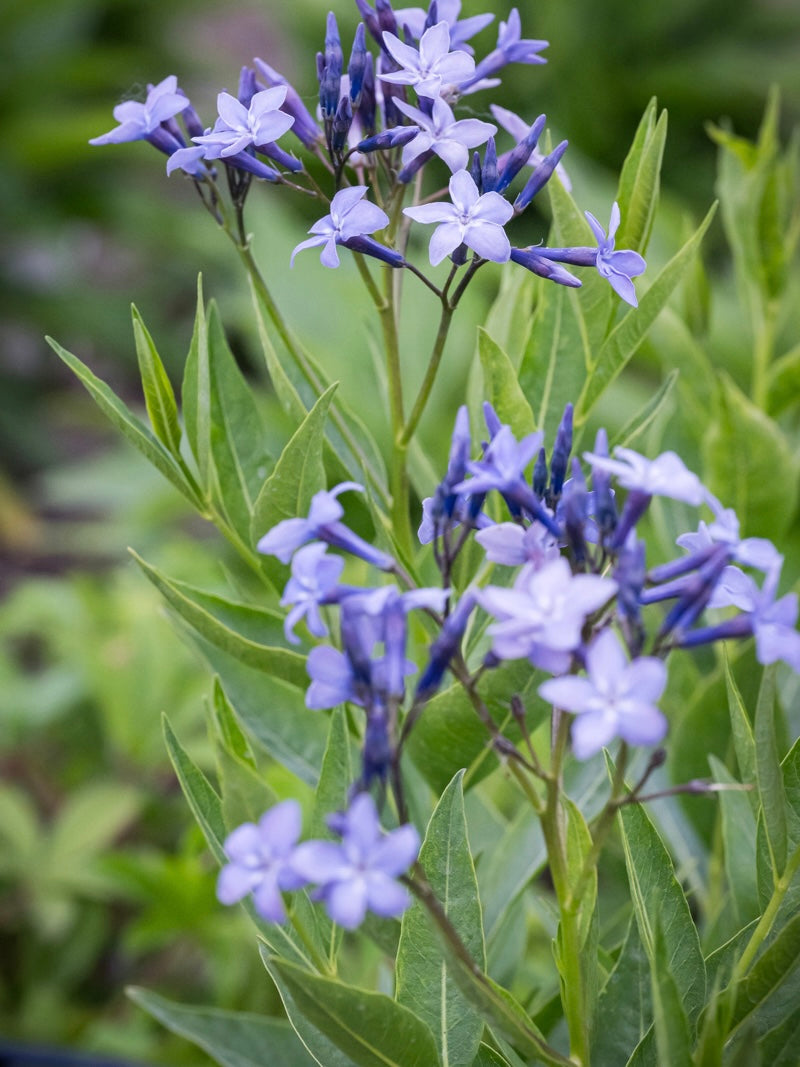Amsonia Amsonia 'Blue Ice'