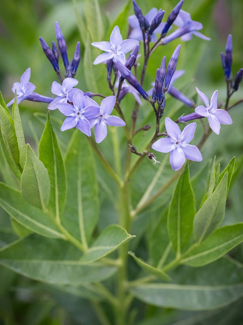 Amsonia Amsonia 'Blue Ice'