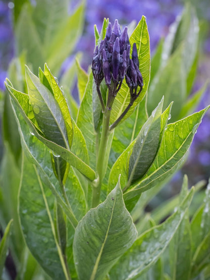 Amsonia Amsonia 'Blue Ice'