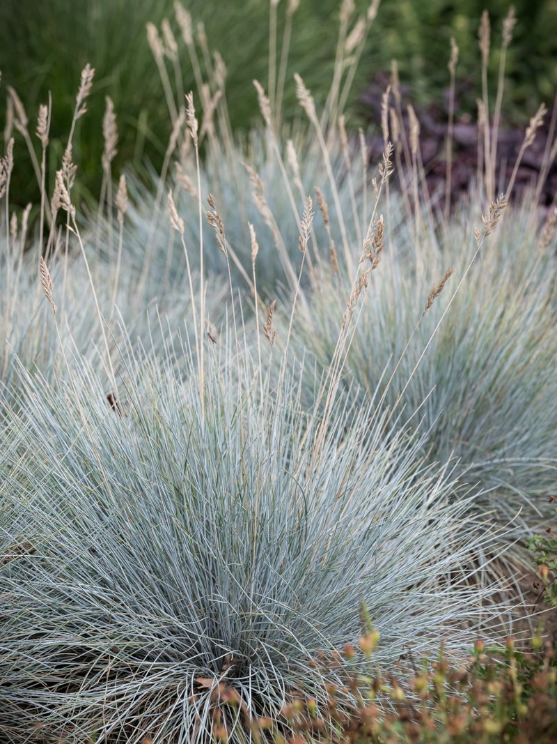 Kostrzewa sina Festuca glauca 'Uchte'