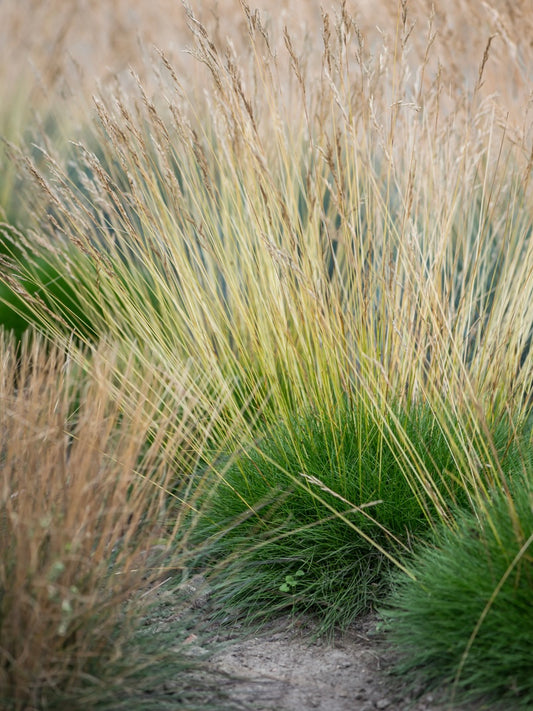 Kostrzewa Gautiera Festuca gautieri 'Pic Carlit'