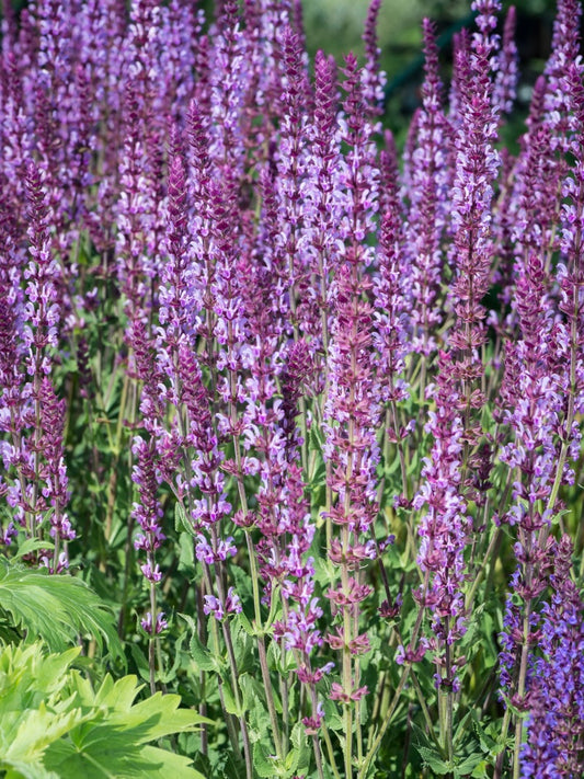 Szałwia omszona Salvia nemorosa 'Amethyst'