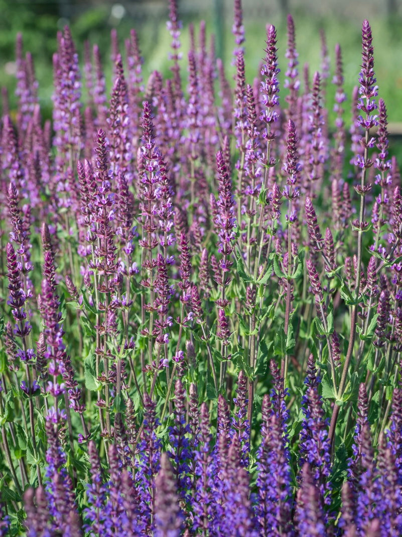 Szałwia omszona Salvia nemorosa 'Amethyst'
