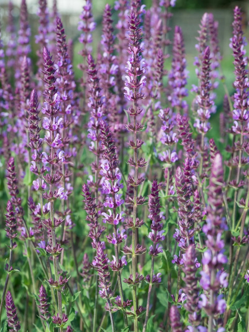Szałwia omszona Salvia nemorosa 'Amethyst'