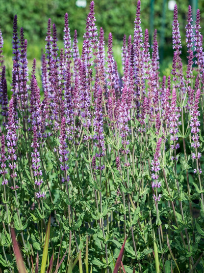 Szałwia omszona Salvia nemorosa 'Amethyst'