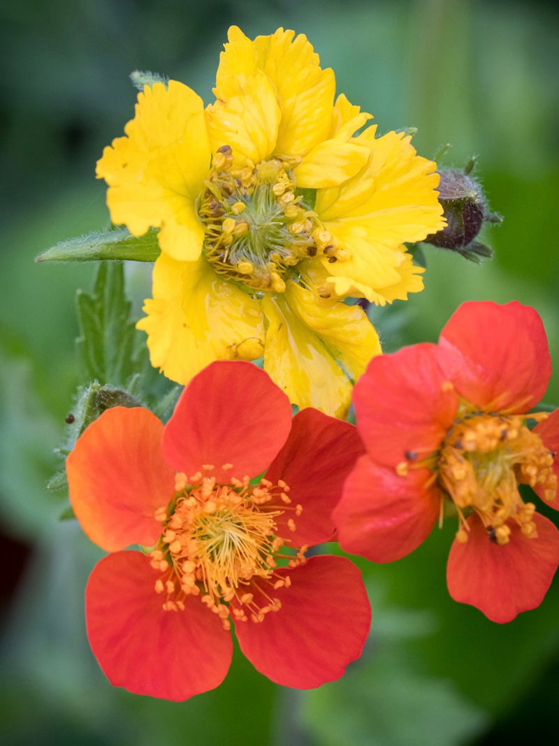 Kuklik szkarłatny Geum coccineum 'Tosai MixMasters Orange Yellow'