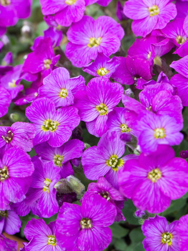 Żagwin drobny Aubrieta gracilis 'Florado Neon Pink'