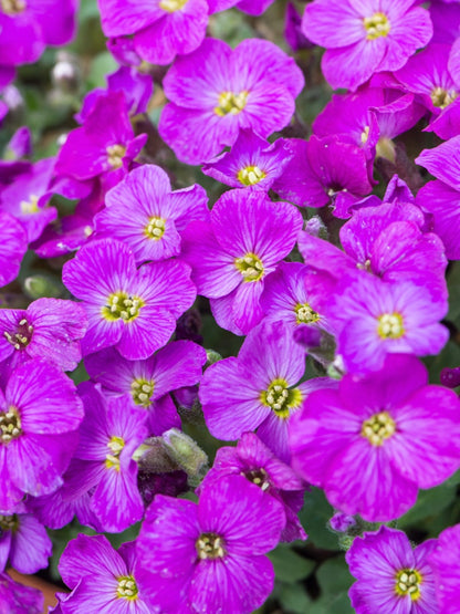 Żagwin drobny Aubrieta gracilis 'Florado Neon Pink'