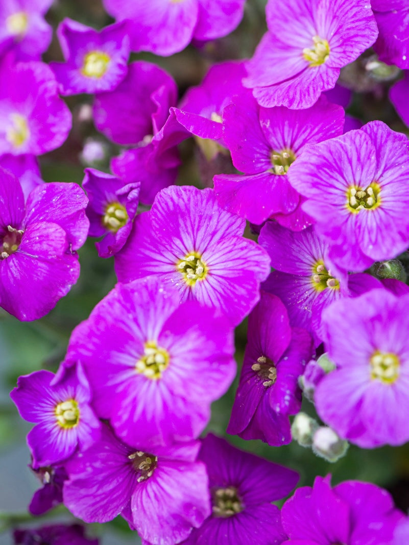 Żagwin drobny Aubrieta gracilis 'Florado Neon Pink'