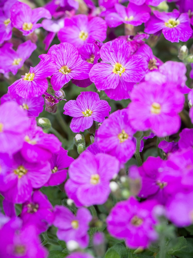 Żagwin drobny Aubrieta gracilis 'Florado Neon Pink'