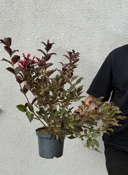 Krzewuszka cudowna Weigela 'Alexandra'