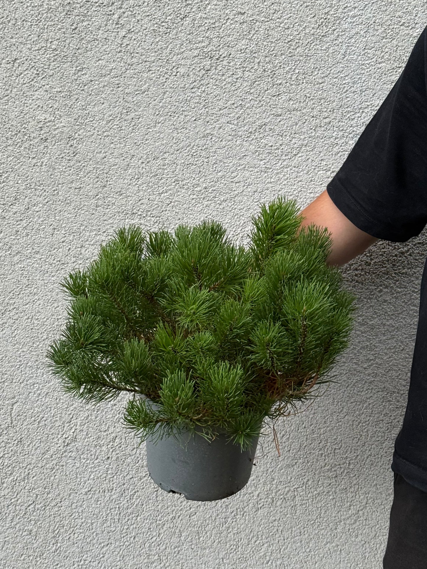 Sosna górska Pinus mugo var. pumilio