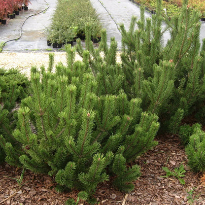 Sosna górska Pinus mugo var. pumilio