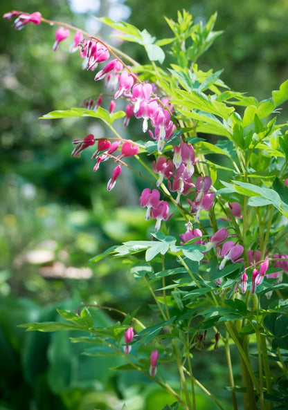 Serduszka okazała Dicentra spectabilis